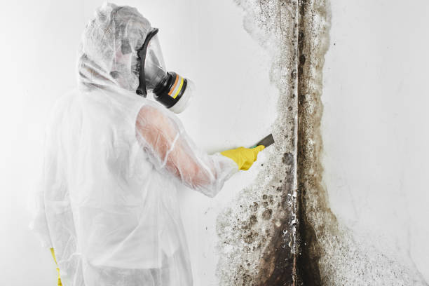 Best Fast Mold Removal  in Bridgewater, VA