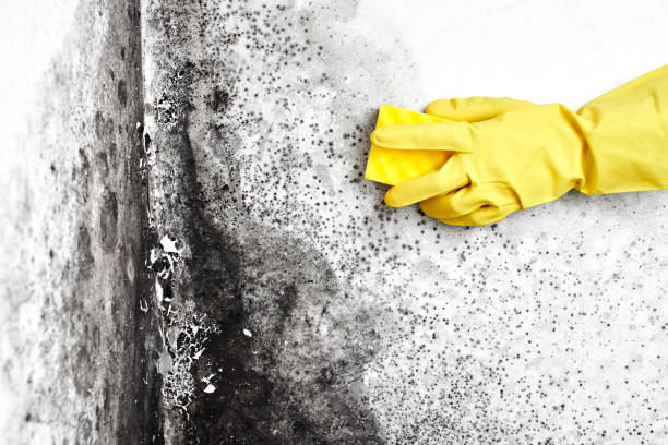 Best Commercial Mold Removal  in Bridgewater, VA
