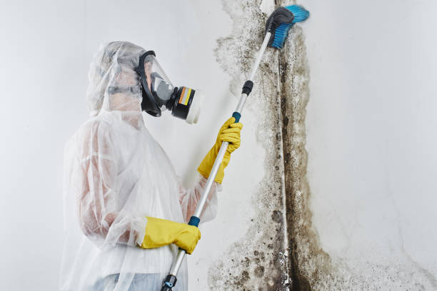 Best Same-Day Mold Removal  in Bridgewater, VA