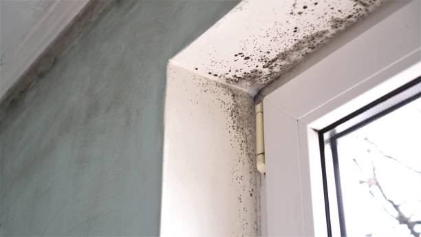 Best Mold Removal Process  in Bridgewater, VA