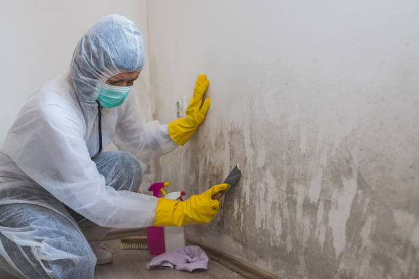 Best Best Mold Removal Companies  in Bridgewater, VA