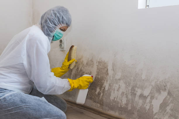 Best Affordable Mold Removal  in Bridgewater, VA