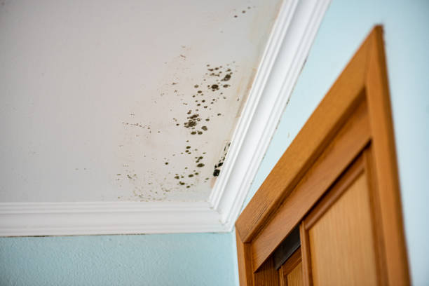 Best Attic Mold Removal  in Bridgewater, VA