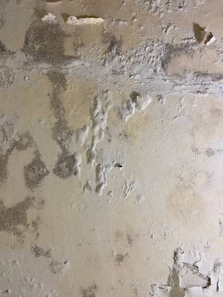 Best Local Mold Removal Service  in Bridgewater, VA