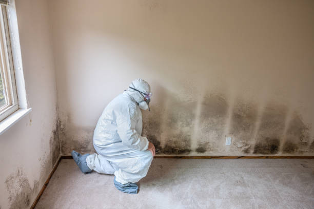 Mold Removal Process in Bridgewater, VA