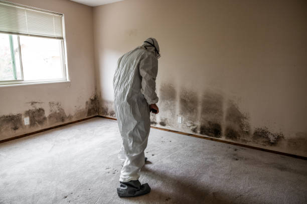 Best Mold Removal Near Me  in Bridgewater, VA