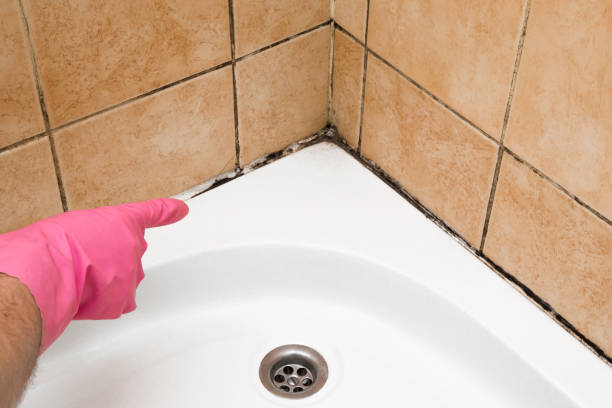 Best Mold Testing  in Bridgewater, VA