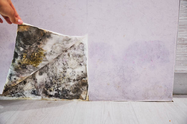 Best Home Mold Removal  in Bridgewater, VA